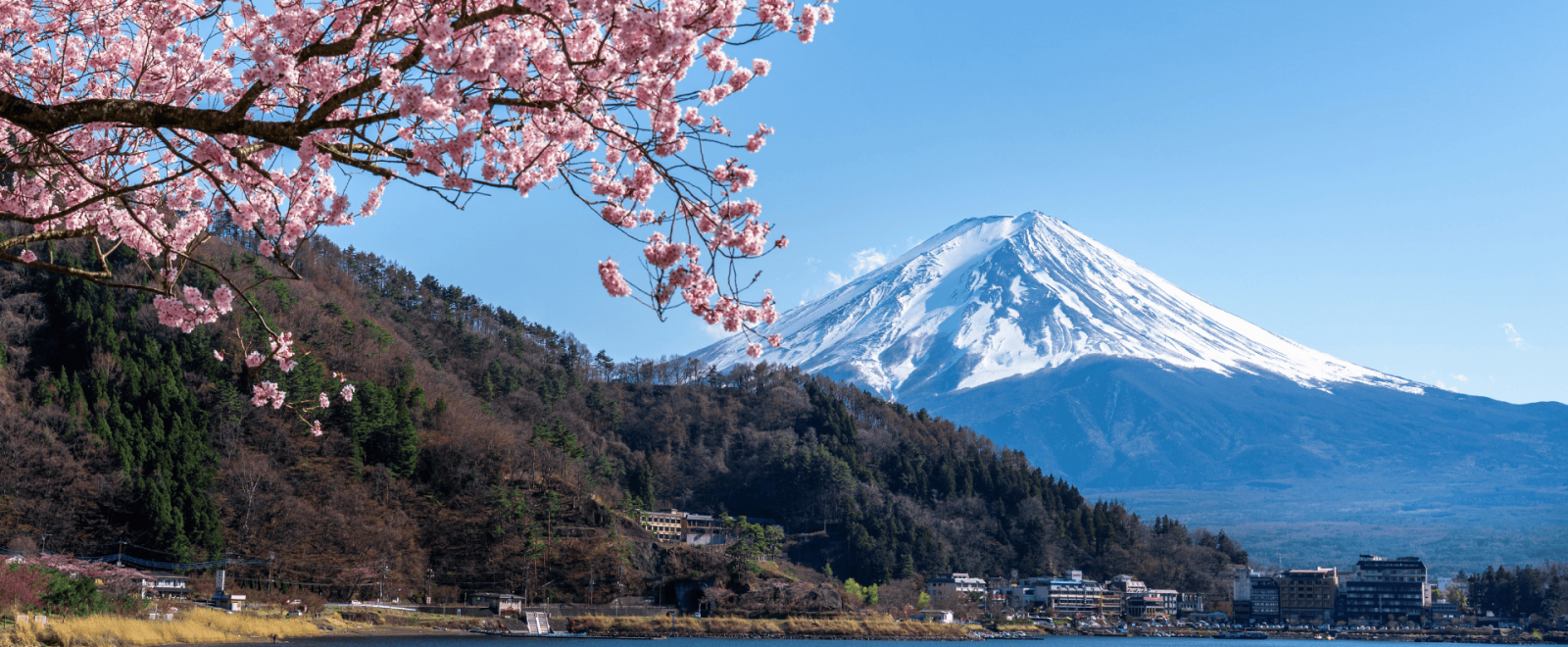 Mount Fuji pictured from the banks of Lake Kawaguchiko with cherry blossoms